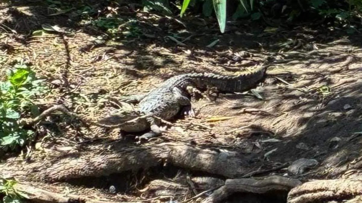 Revelan que el cocodrilo de San Baltazar fue abandonado clandestinamente; buscan que Africam Safari lo rescate