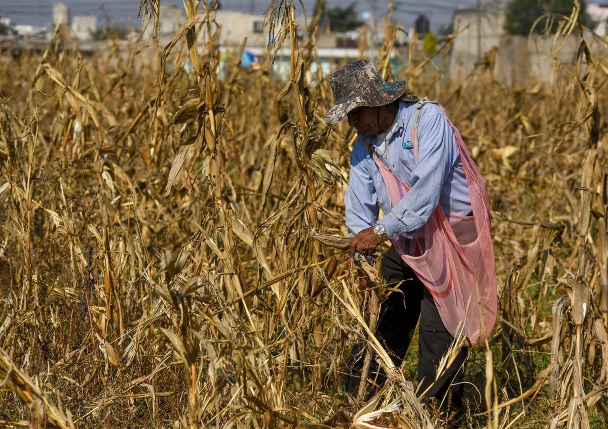 Puebla pierde 1,702 empleos formales en agosto; agricultura concentra la caída