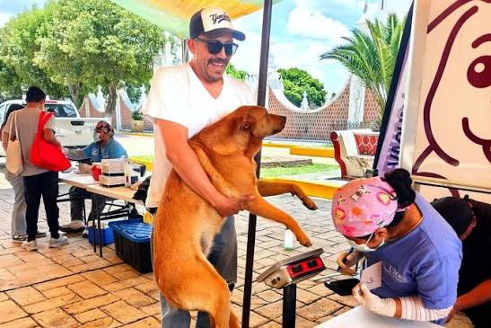 Ayuntamiento de Tlaxcala continúa campaña gratuita de esterilización de perros y gatos; estas son las próximas fechas