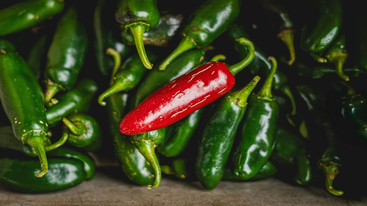 Cofepris investiga jalapeños en Nuevo León tras brote de salmonela reportado en Estados Unidos