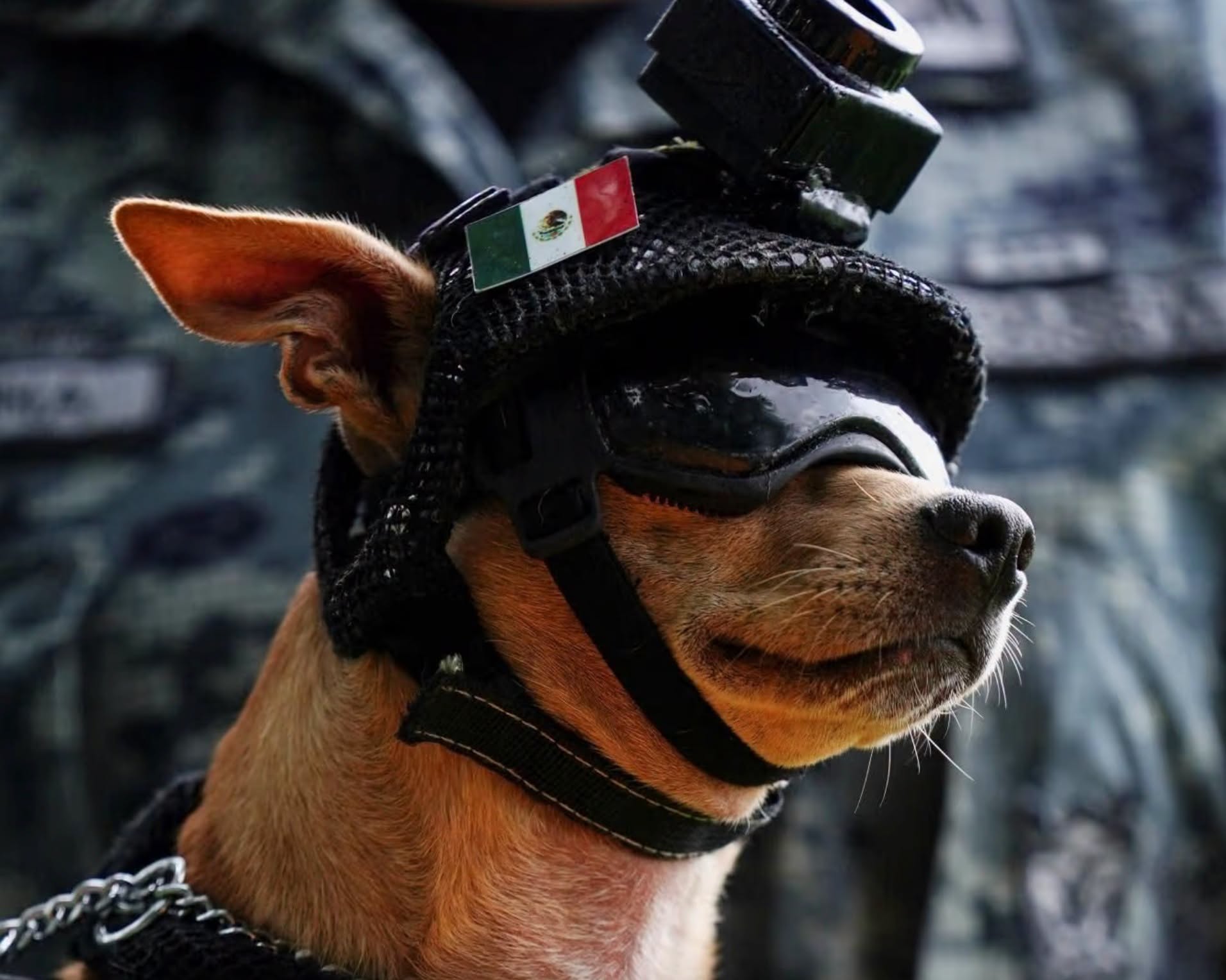 Comando: el pequeño chihuahua de la Guardia Nacional que se ganó el corazón de México
