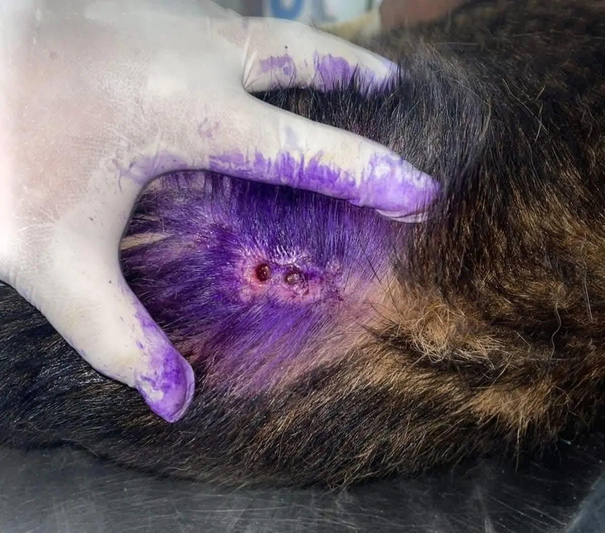 Reportan 17 casos de gusano barrenador en Tlaxcala; exigen a Bienestar Animal campañas de prevención