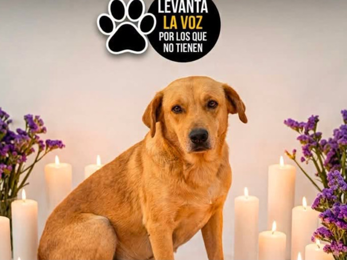 Exigen justicia en Tehuitzingo por el asesinato a disparos de "Amarillo", un perro comunitario