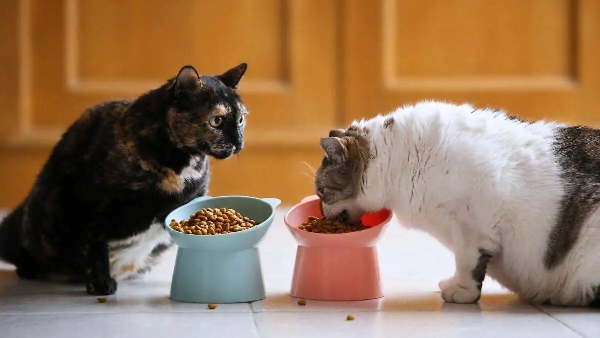 PRI propone eliminar IVA a croquetas y alimentos para mascotas; ¿qué plantea?