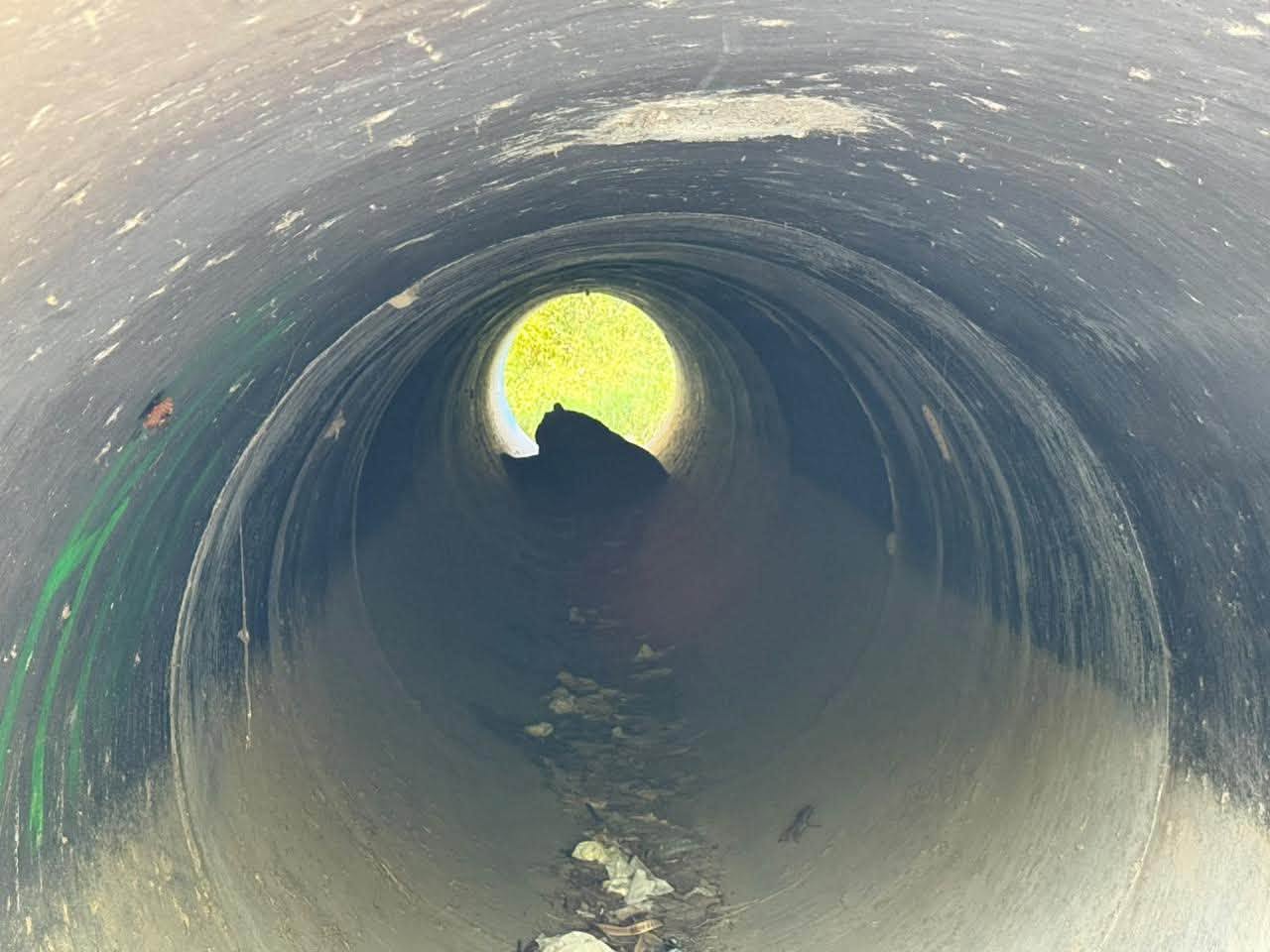 Un oso sufre atropello en La Estanzuela y se resguarda en drenaje pluvial de Monterrey