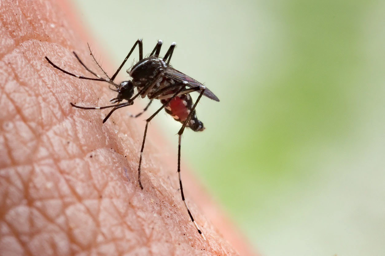 Dengue en Nuevo León: casos bajan 78% en 2026; reportan 11 contagios