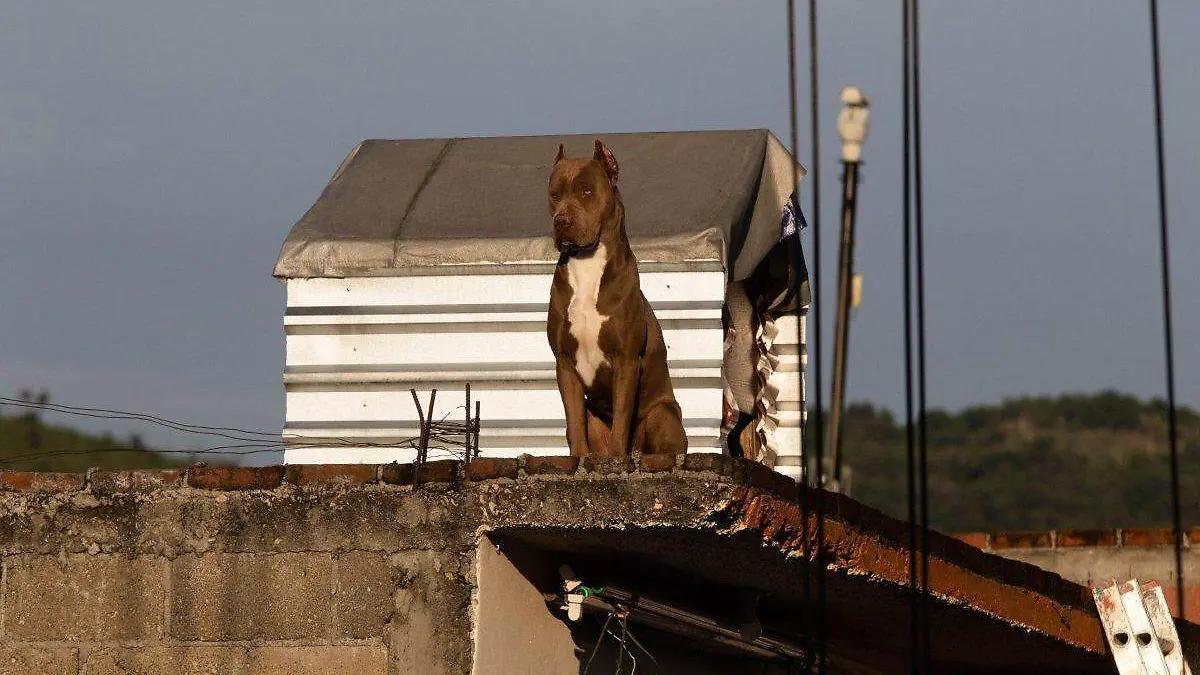 Recibe Protección Animal de Puebla hasta 50 reportes mensuales por maltrato