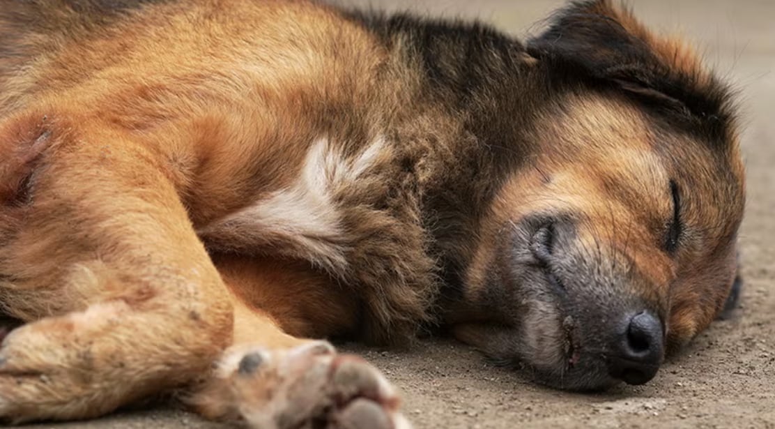 Matan a seis perritos en Atlixco como represalia por un pleito de tierras; alcaldesa denuncia ante FGE
