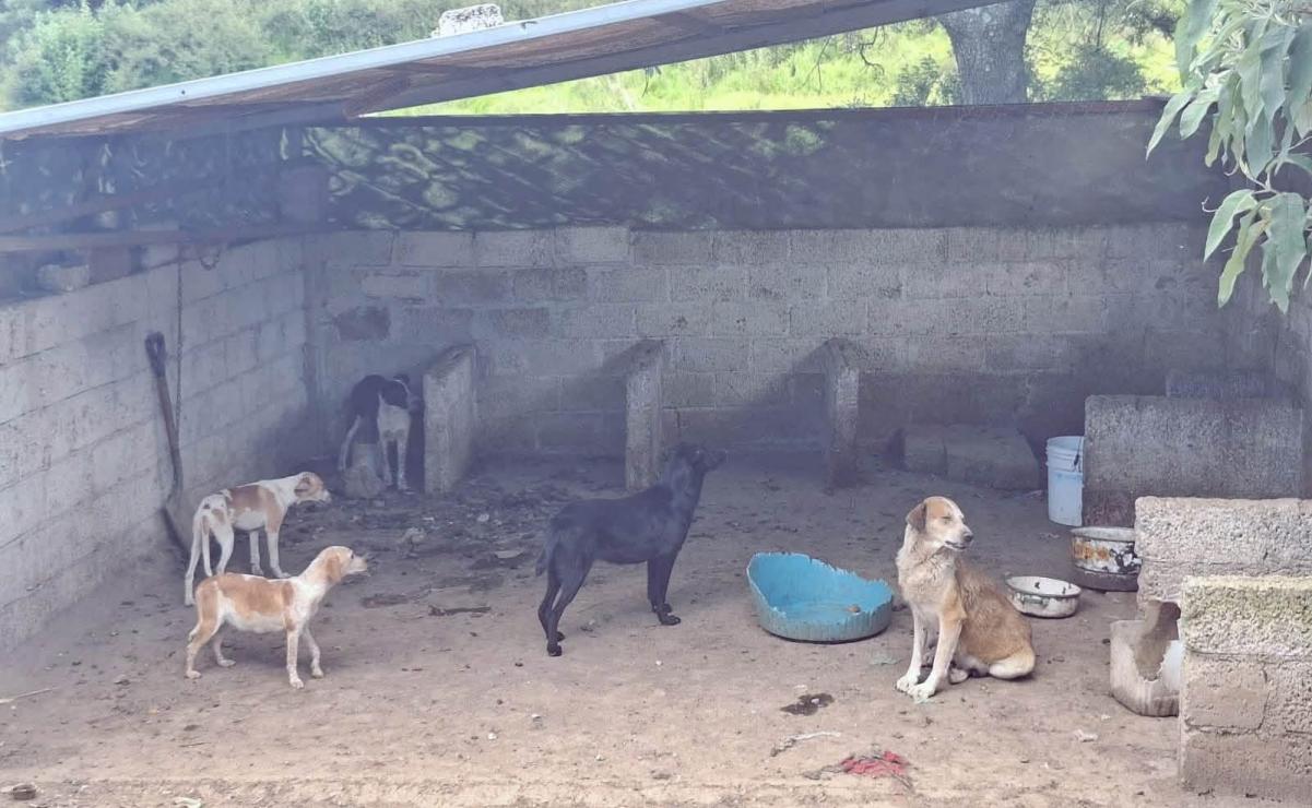 Rescatan a 15 perros víctimas de presunto maltrato animal en Calpulalpan, Tlaxcala; presentarán denuncia penal
