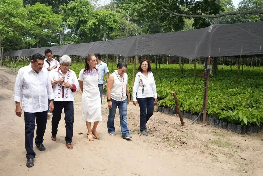 Sheinbaum anuncia planta de Chocolate Bienestar en Tabasco; invertirán 126 mdp