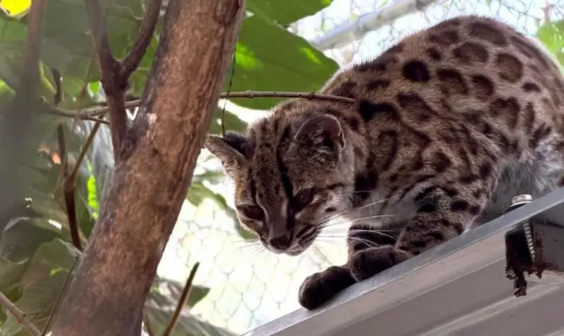 Descubren nueva especie de gato salvaje en Bolivia: así es el Leopardus tilcayo