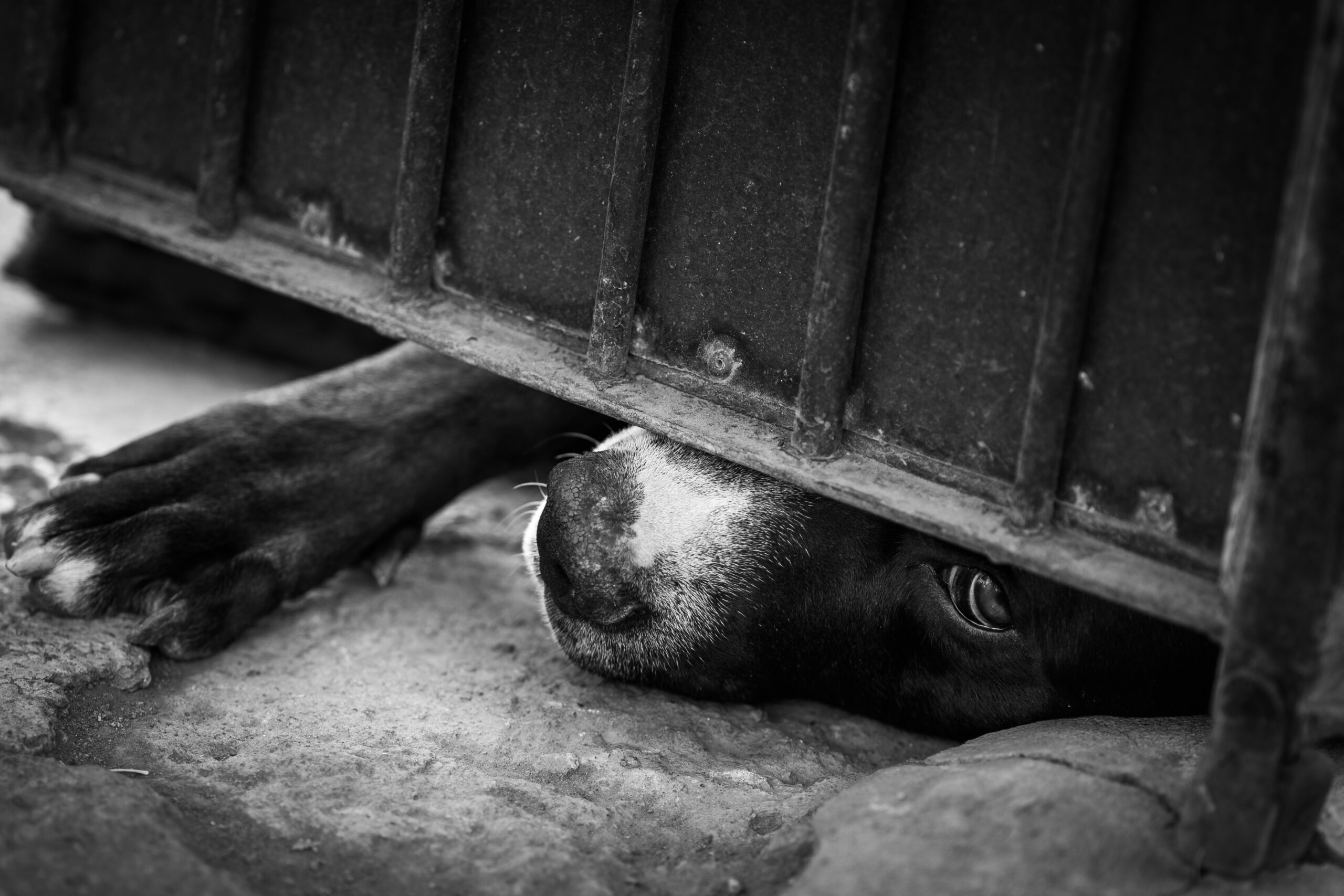 Balean a perrita dentro de su casa en Santa María Coapan; investigan crueldad animal