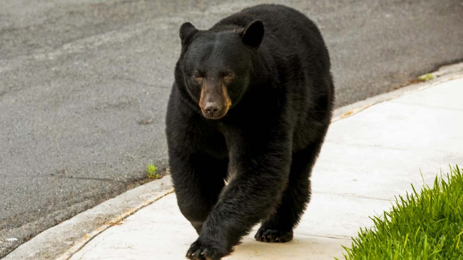 ¿Qué hacer si ves un oso en Nuevo León? Esto recomienda Parques y Vida Silvestre