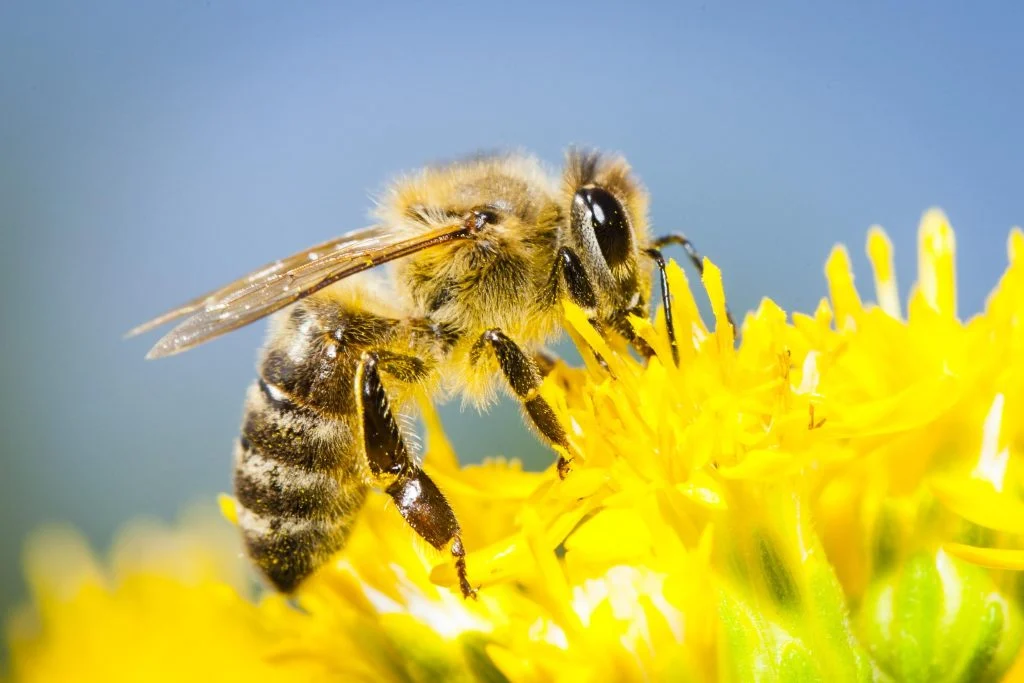 Caso histórico: La SCJN analizará reconocer a las abejas como sujetos de derechos