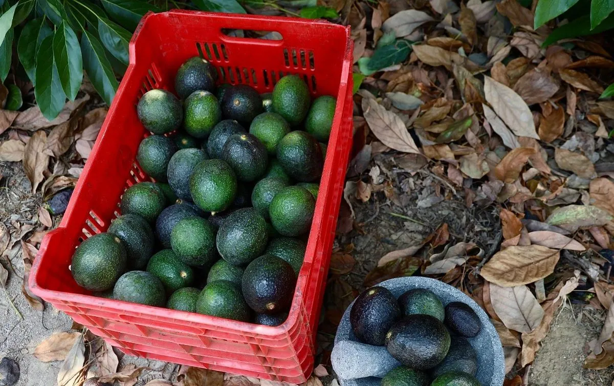 Retoman la exportación de aguacate a Estados Unidos tras acuerdos de seguridad en Michoacán