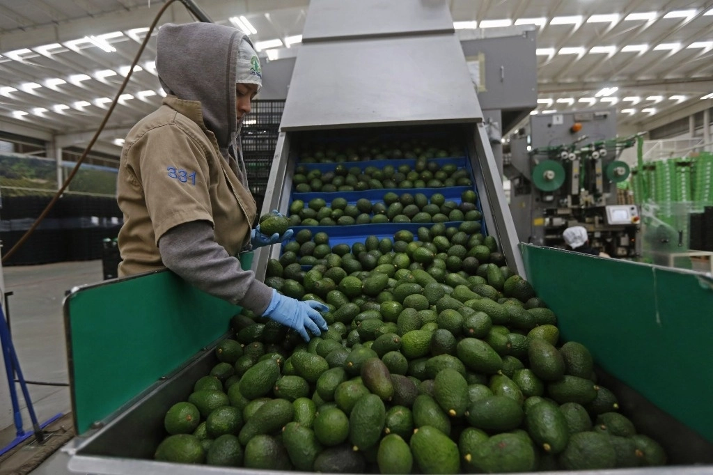 Estados Unidos reanuda parcialmente inspecciones de aguacate en Michoacán; 75% de empaques ya puede exportar
