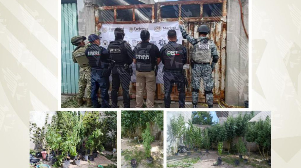 Catean inmueble en Puebla y aseguran 60 plantas de presunta marihuana