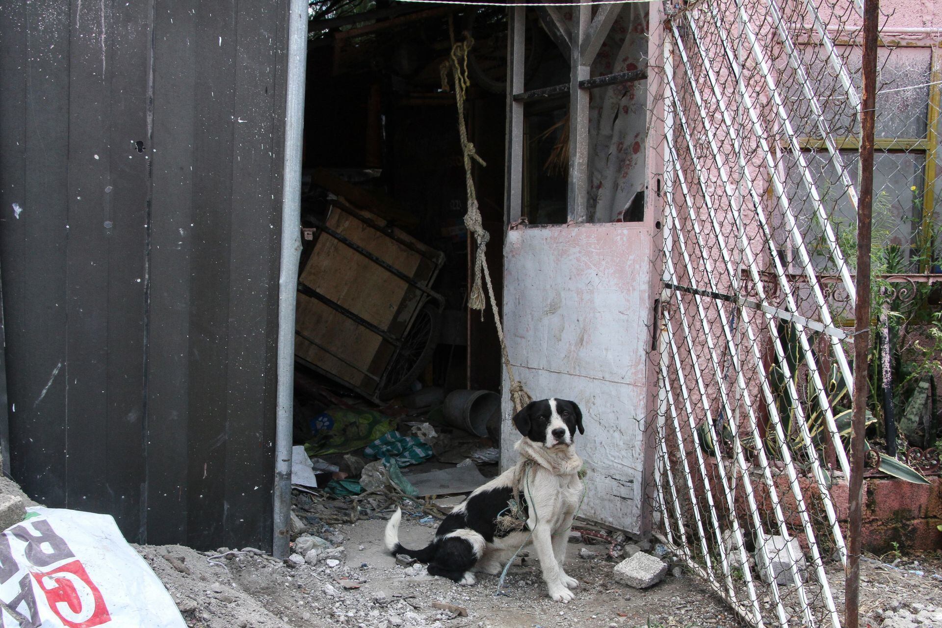 Difundirán el "Maltratómetro" en escuelas de Puebla capital para concienciar sobre el bienestar animal