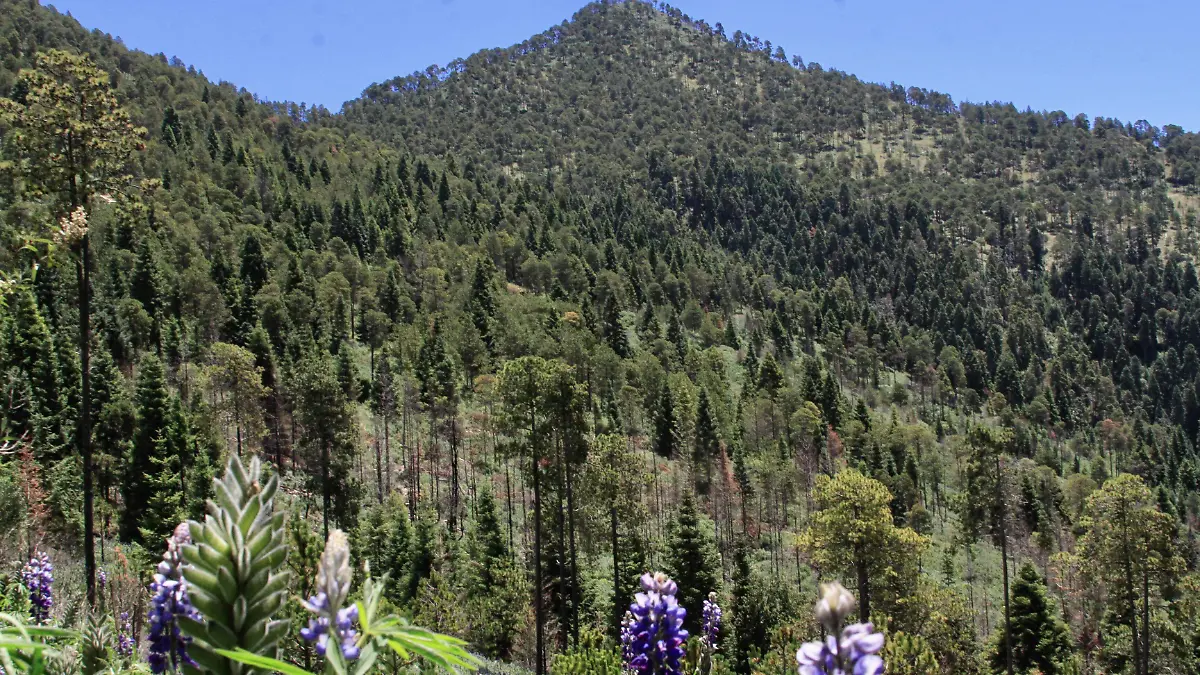 Licitan la primera etapa del Ecoparque La Malinche; prevén concluirla en diciembre