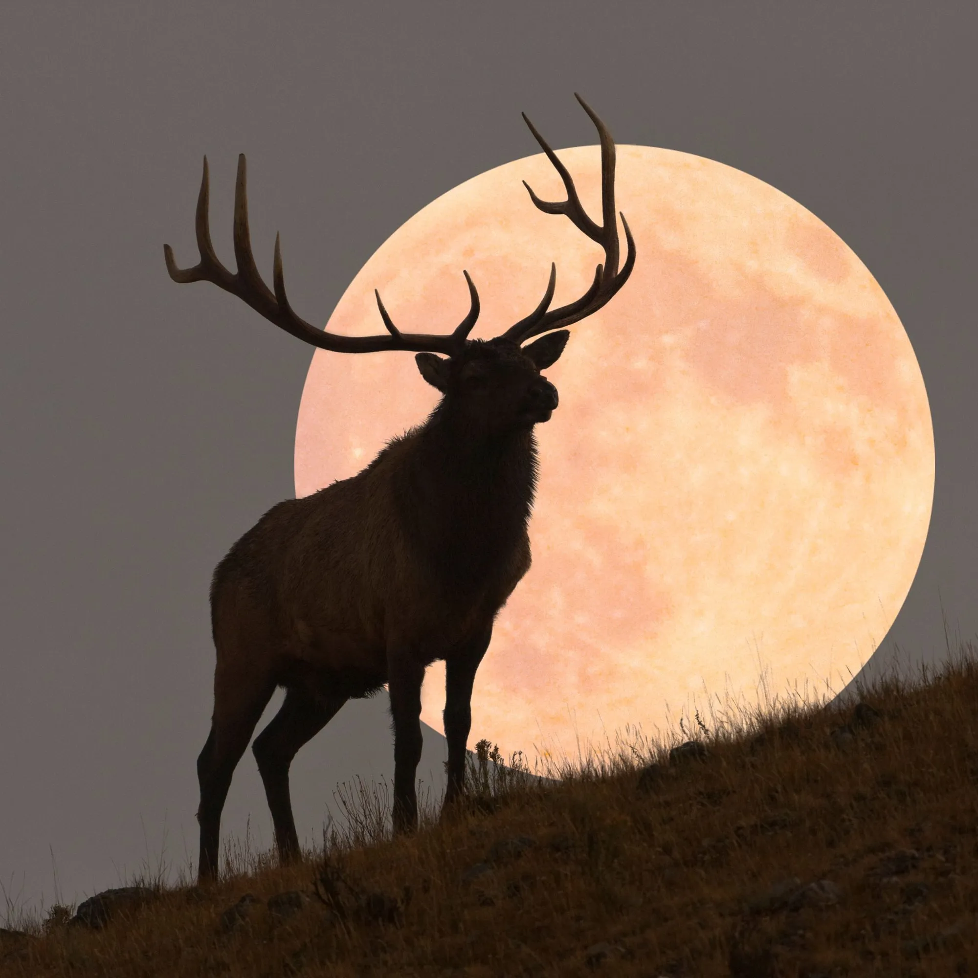 Luna de Ciervo 2026: cuándo y cómo ver la luna llena de julio en Puebla