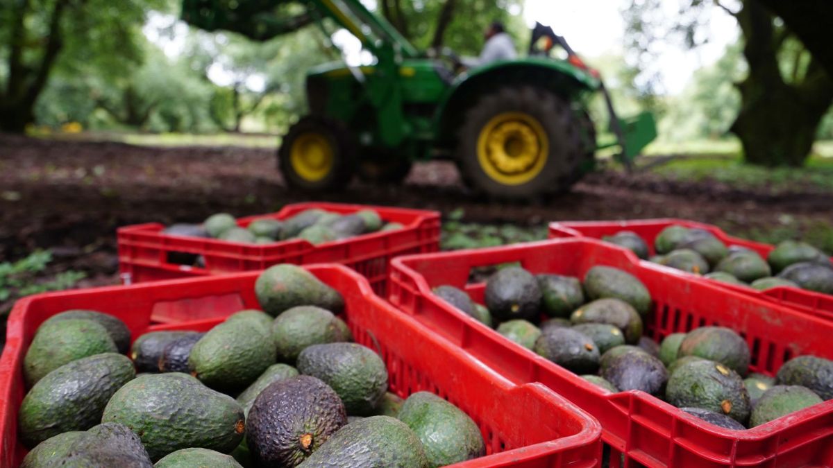 Desplegará Sheinbaum a la Guardia Nacional en Michoacán tras freno de EU para la exportación de aguacate
