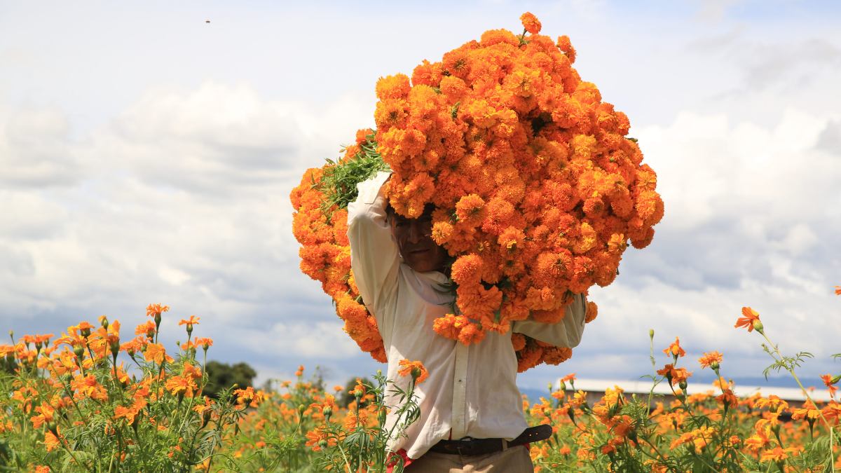 Puebla consolida su hegemonía florícola: Suministra el 70% del cempasúchil en México y proyecta derrama millonaria