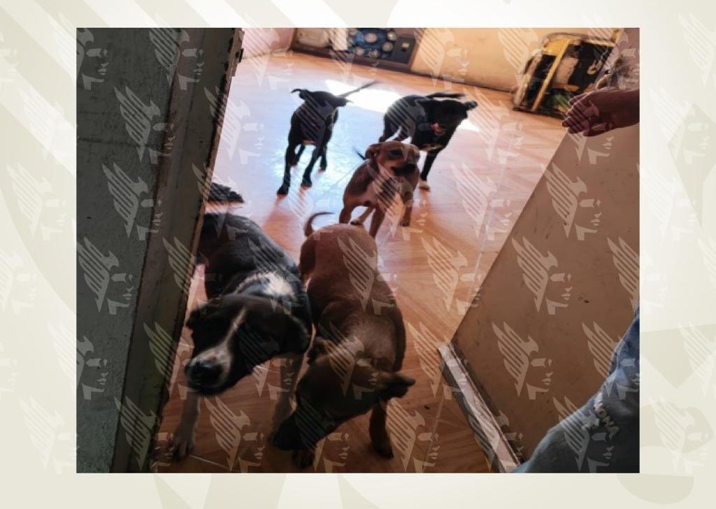Fiscalía de Puebla rescata a 13 perros en condiciones de maltrato en la colonia Villa Verde II