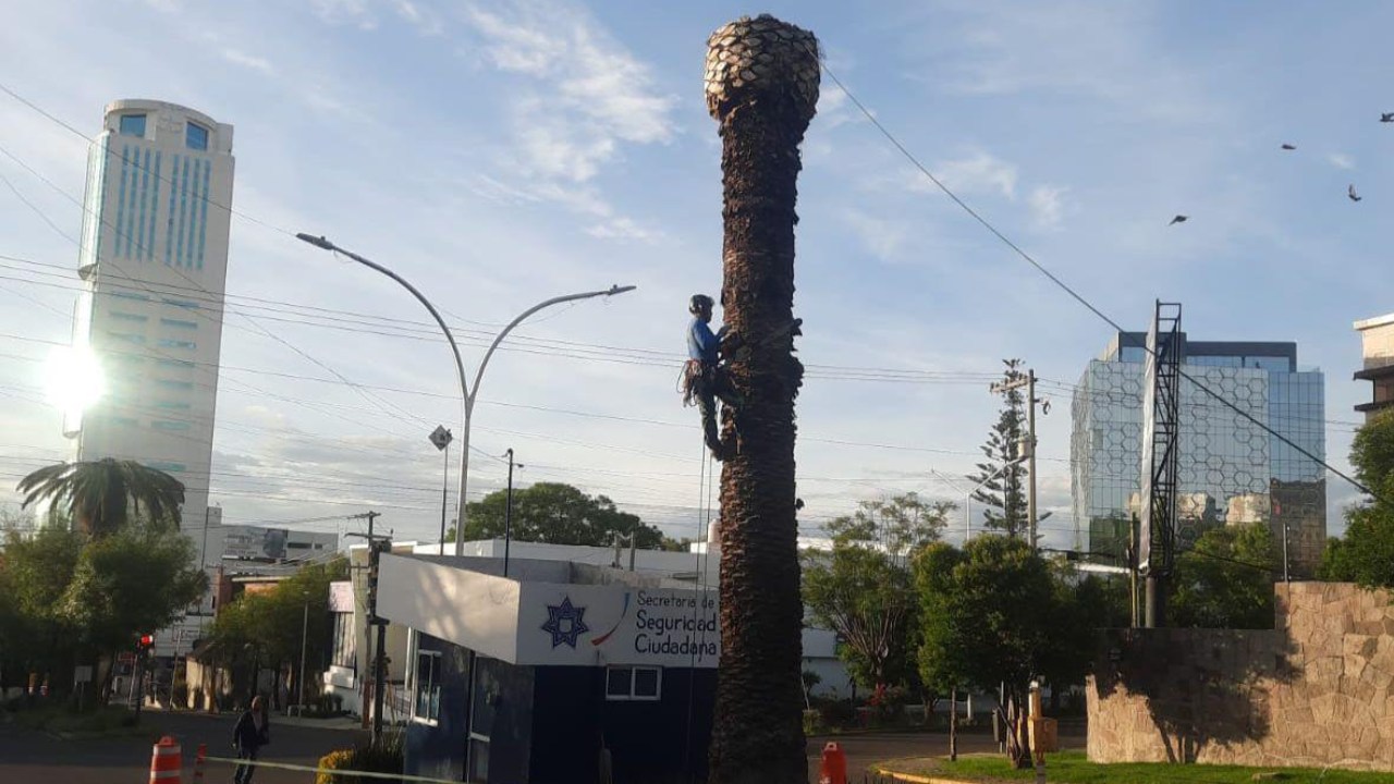 Ayuntamiento derribará palmeras enfermas en la colonia La Paz _Especial