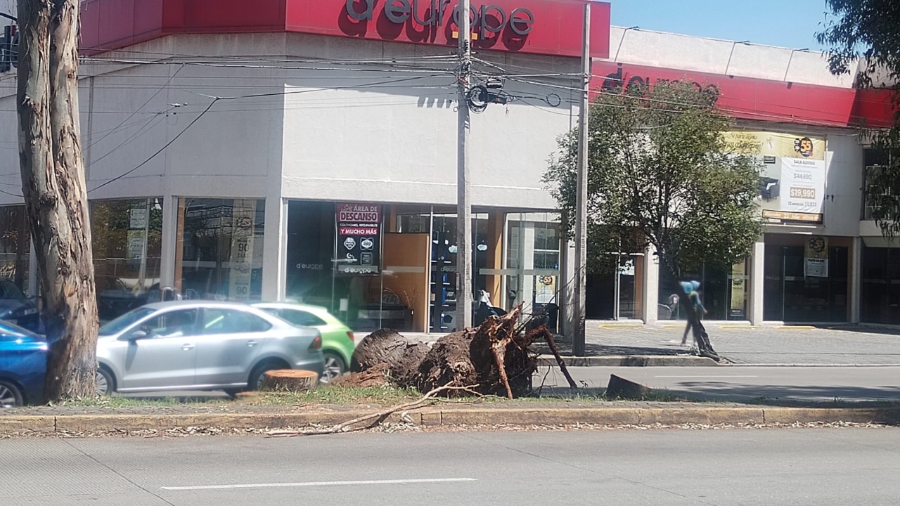 Tiran lluvias y viento 20 árboles en Puebla