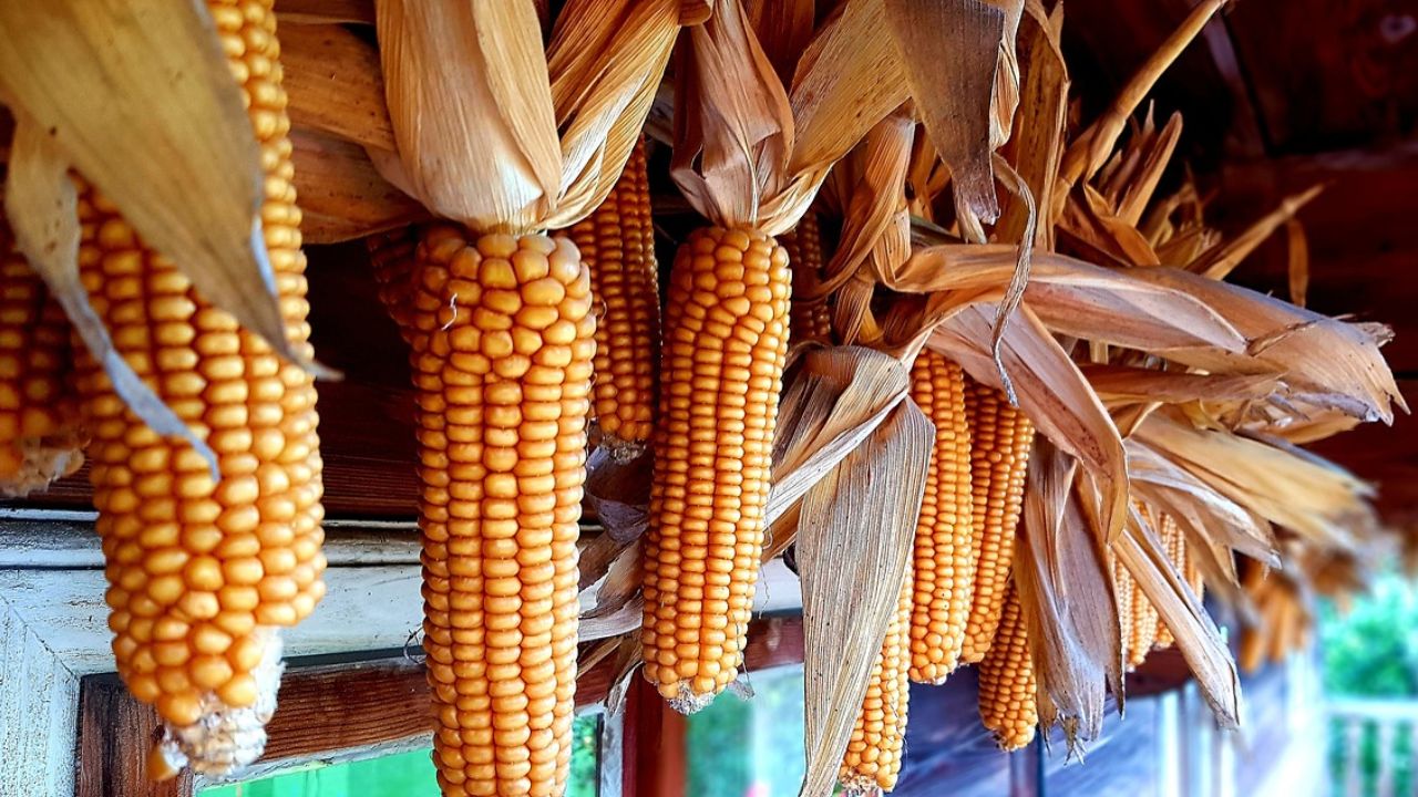 Invitan a la Feria del Elote en Atlixco, del 15 al 18 de agosto