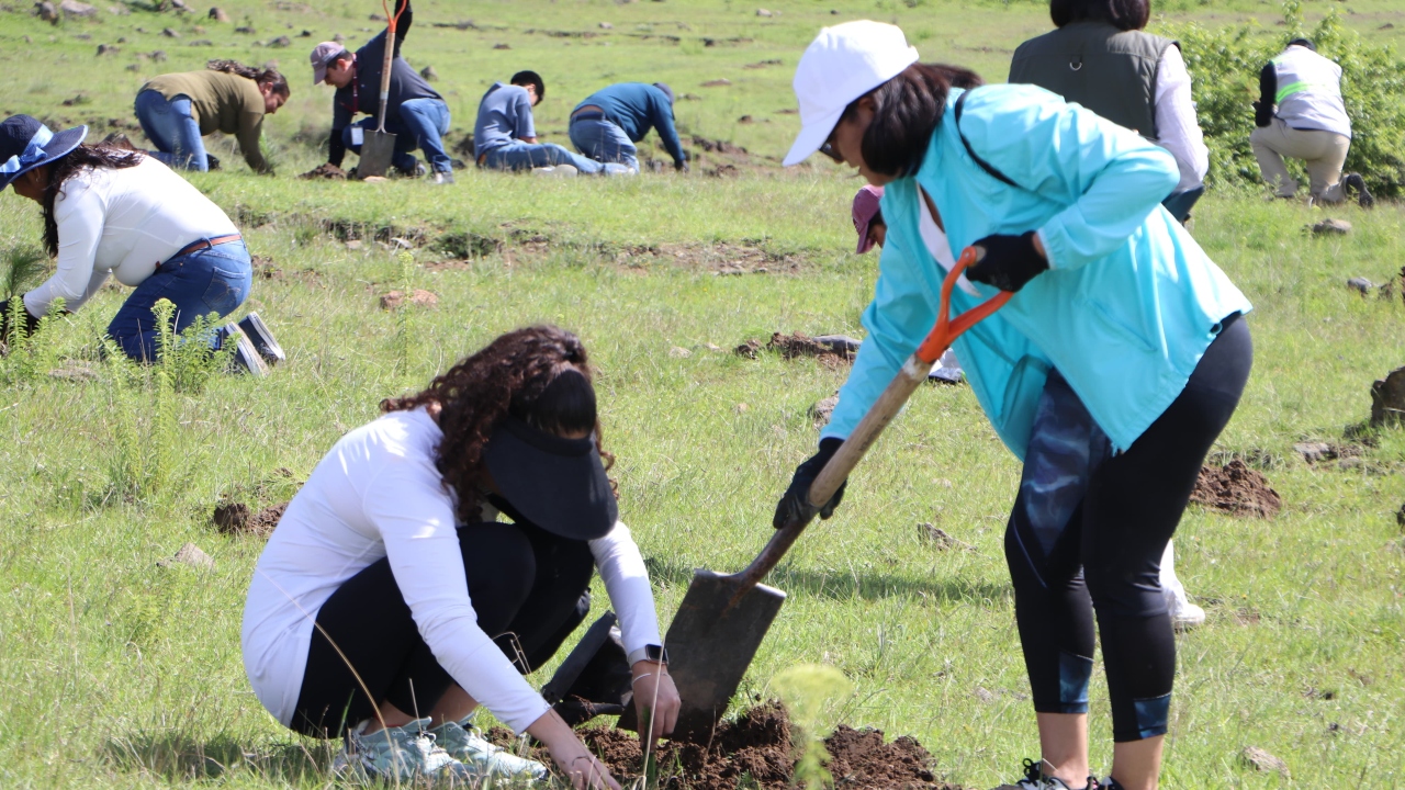 Siembran más de 26 mil árboles en 6a Macro Jornada de Reforestación