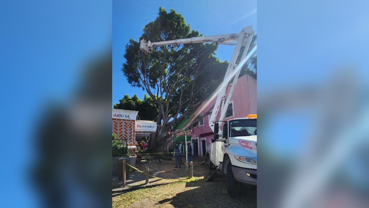 Ayuntamiento continúa con retiro de árbol en Barrio del Artista