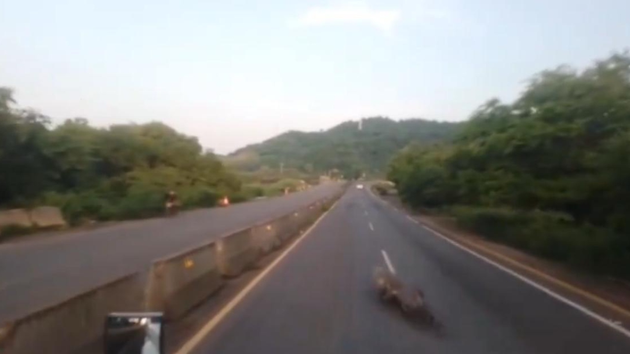 Captan gran cocodrilo en la Autopista Manzanillo-Colima