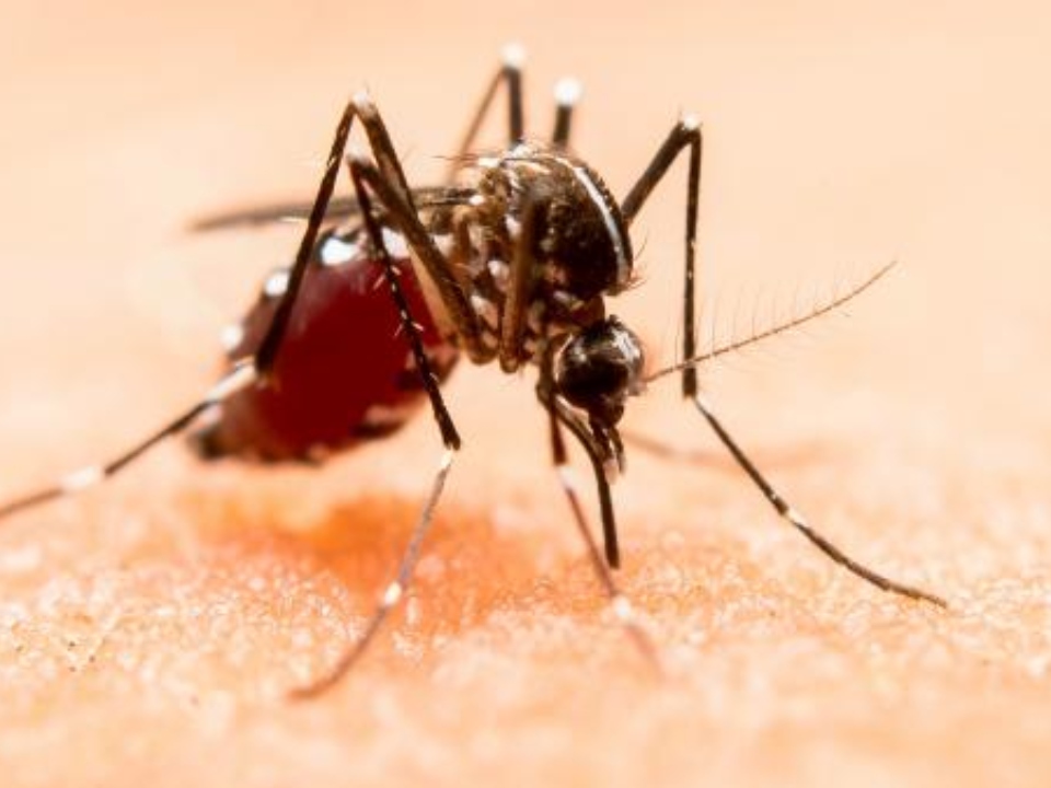 Presentan casos de dengue 71 municipios de Puebla: Salud