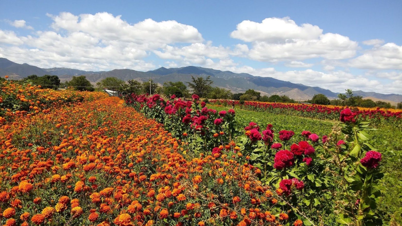 Atlixco se prepara para la venta de flor de Cempasúchil