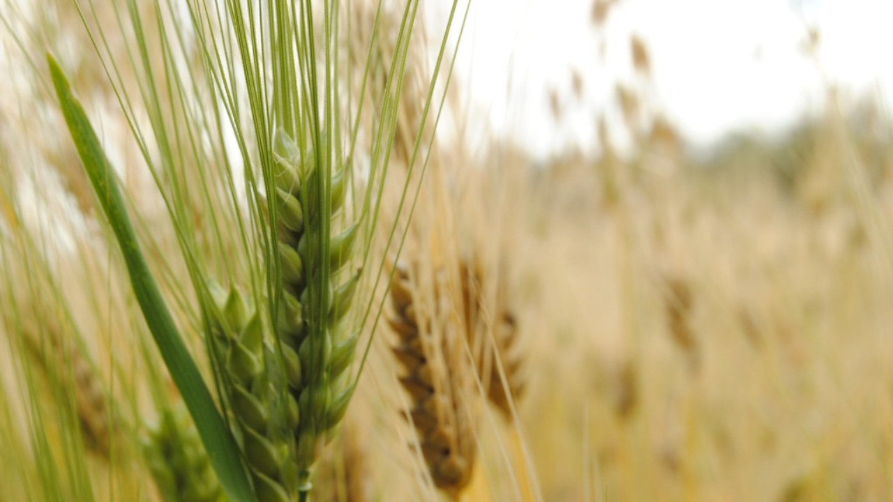Productores de cebada piden mediación con Granjas Carroll
