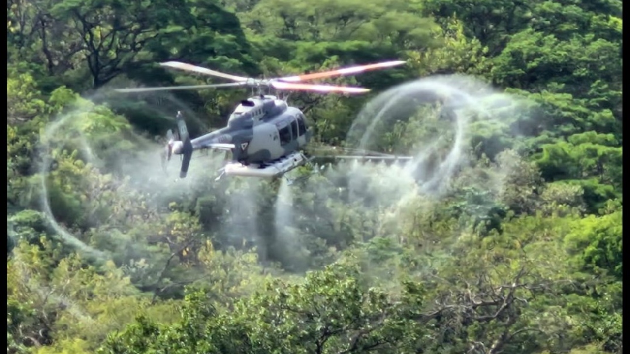 Ejército Mexicano desmanteló 167 plantíos de amapola y marihuana