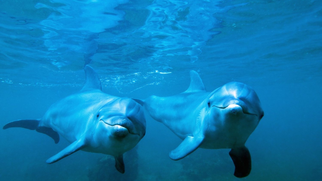 Delfines del Golfo de México afectados por fentanilo