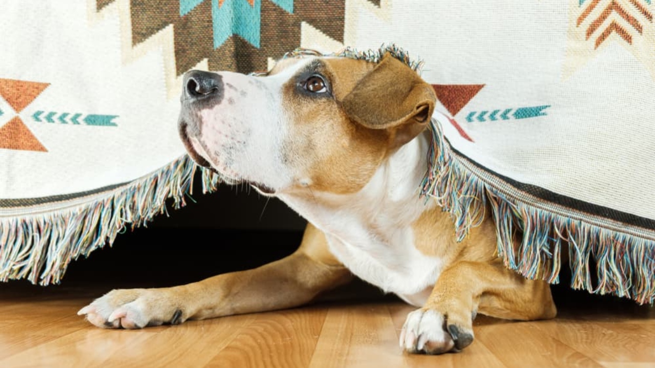 Consejos para reducir la ansiedad en perros por la pirotecnia