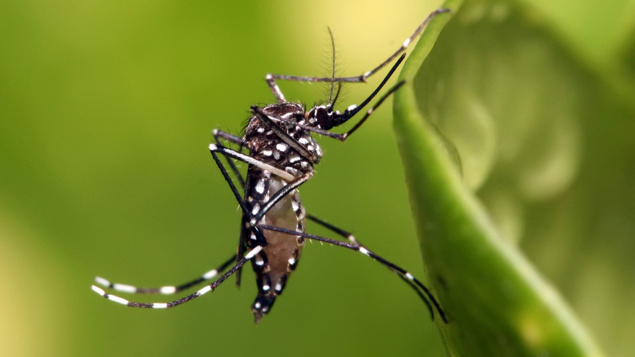 Cambio climático alarga la presencia del dengue en Puebla