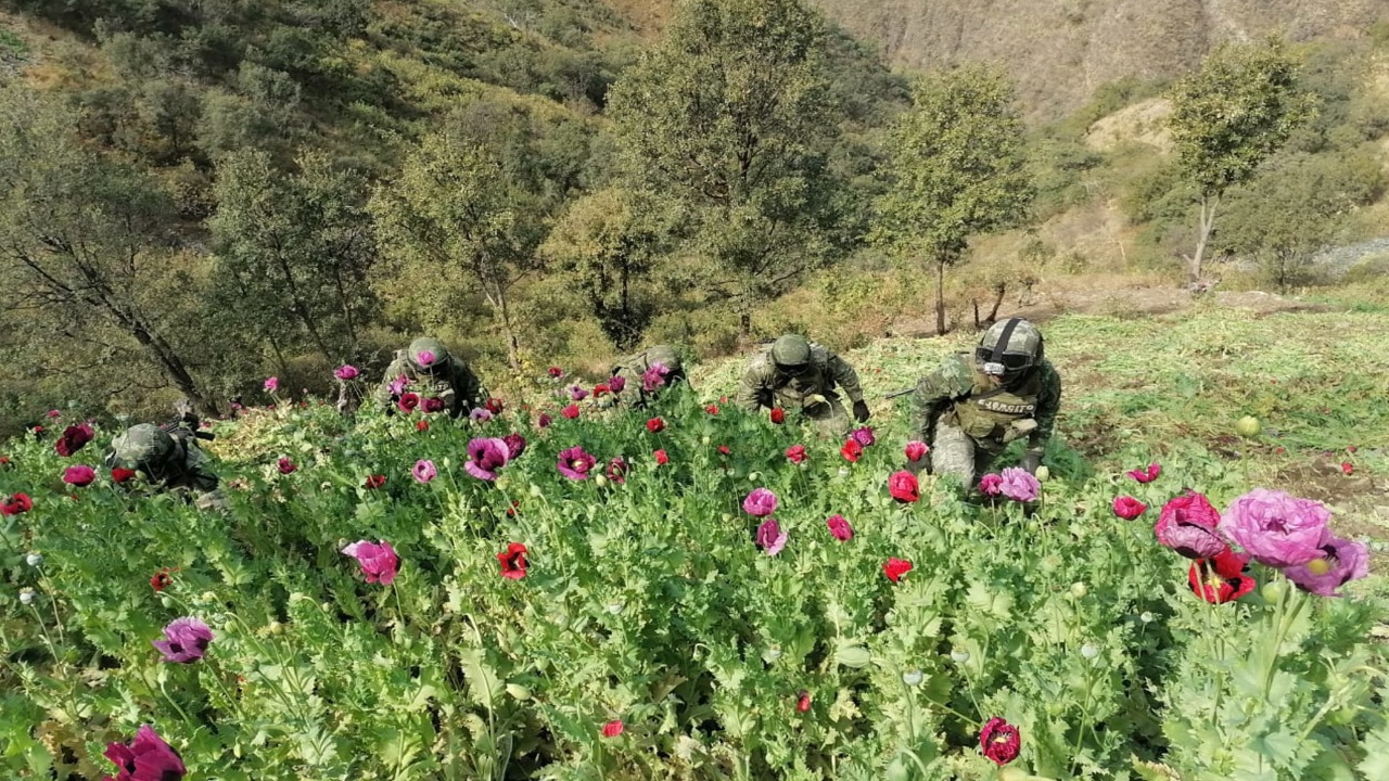 Ejército desmantela plantíos de amapola y marihuana en 6 estados