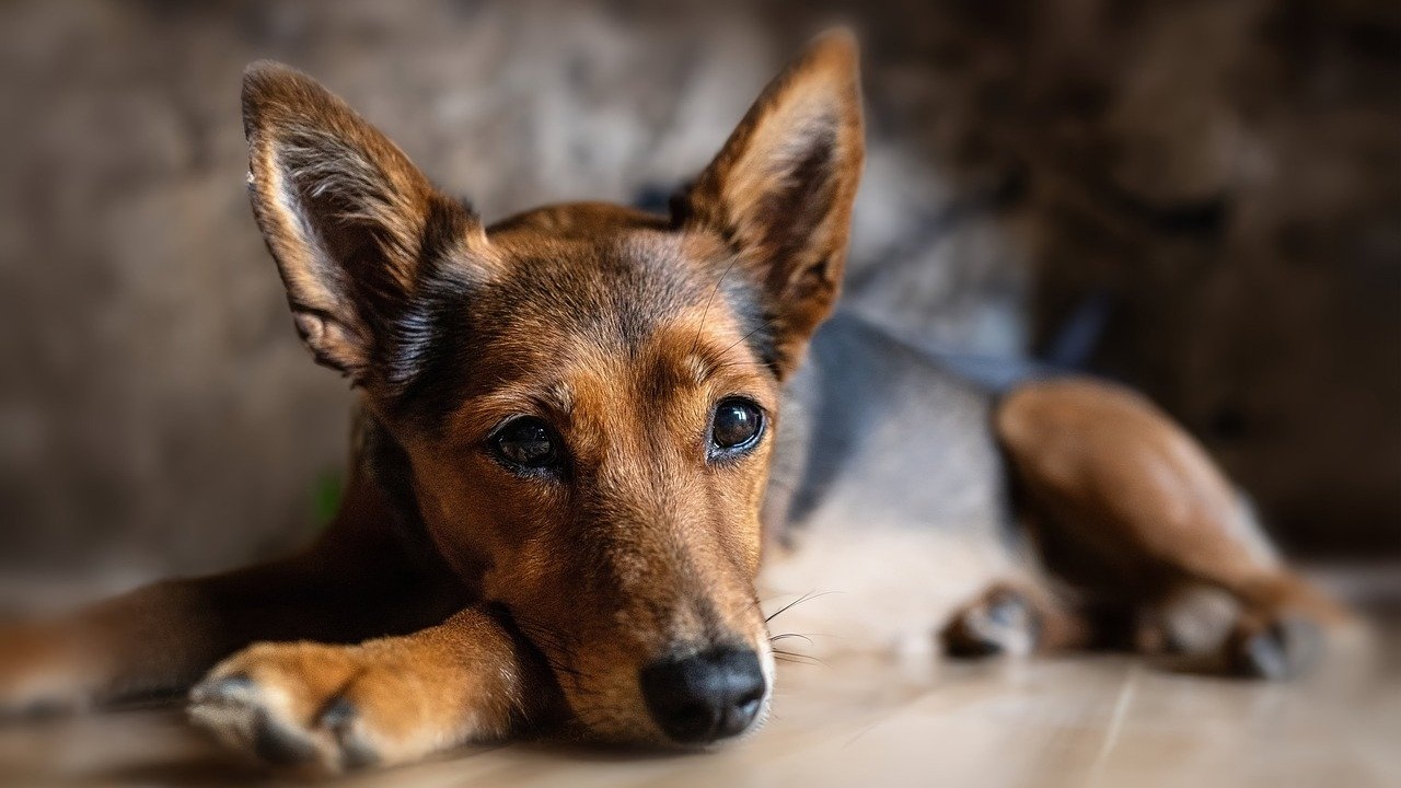 Atacan a machetazos a perrita en Cuautlancingo