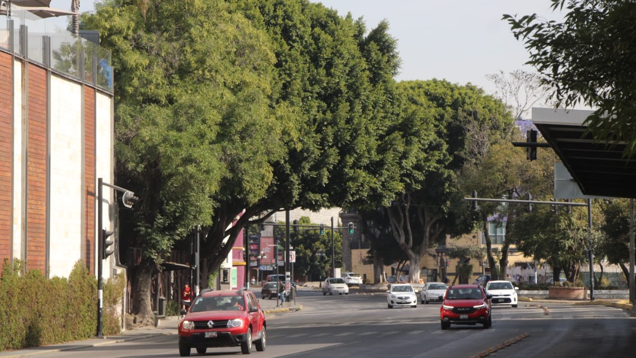 En vigor, nuevas reglas para el arbolado urbano en Puebla