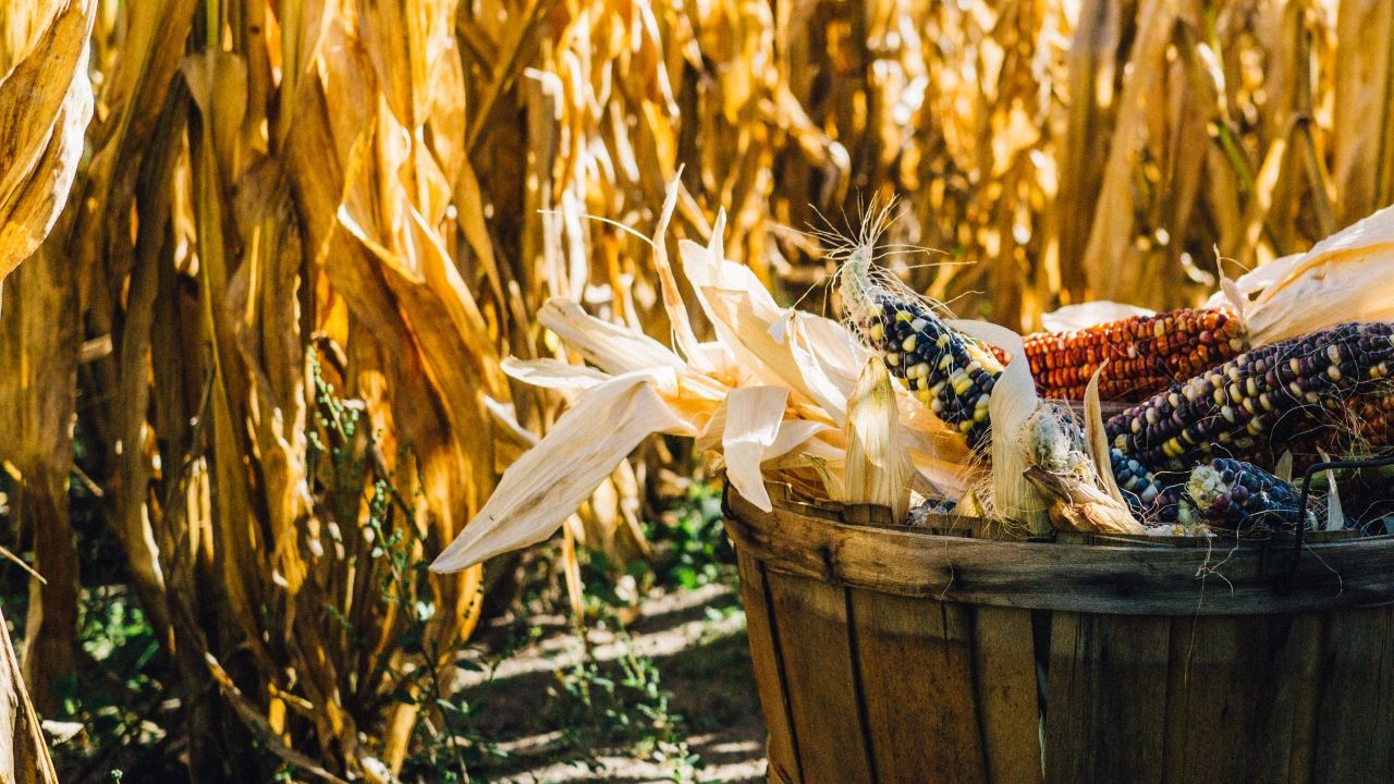 Puebla busca estar entre 5 mayores productores de alimentos