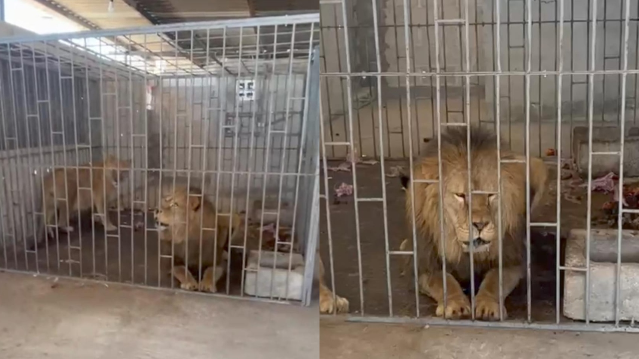 En cateo de FGR, rescatan a pareja de leones en Oriental