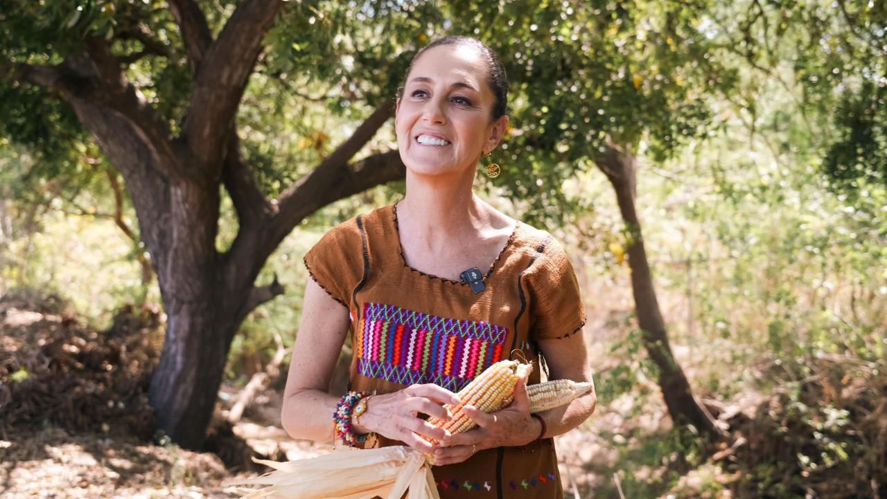 Envía Sheinbaum iniciativa para proteger al maíz mexicano