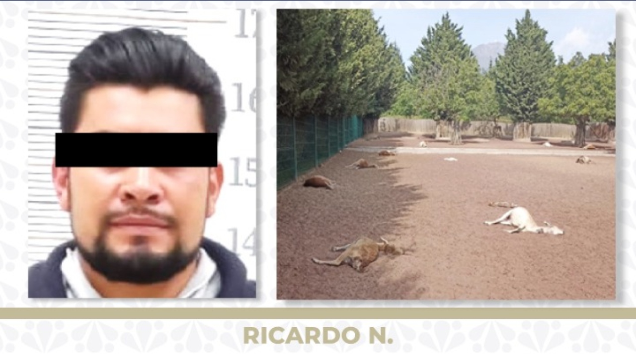 Sentencian a sujeto que mató a 32 venados