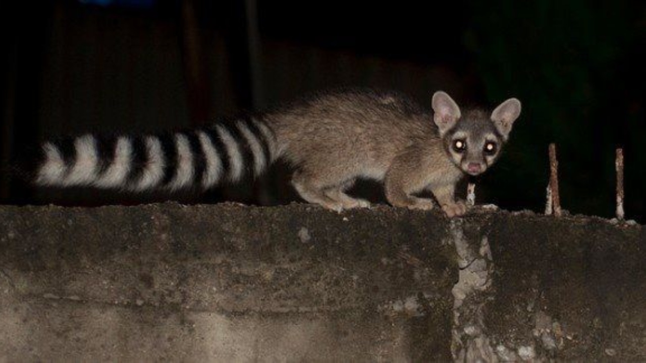 Denuncian envenenamiento de cacomixtles en San Pedro Cholula