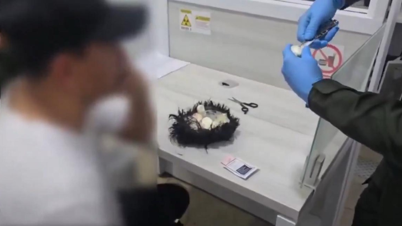 Detienen a hombre en aeropuerto con droga oculta en el cabello
