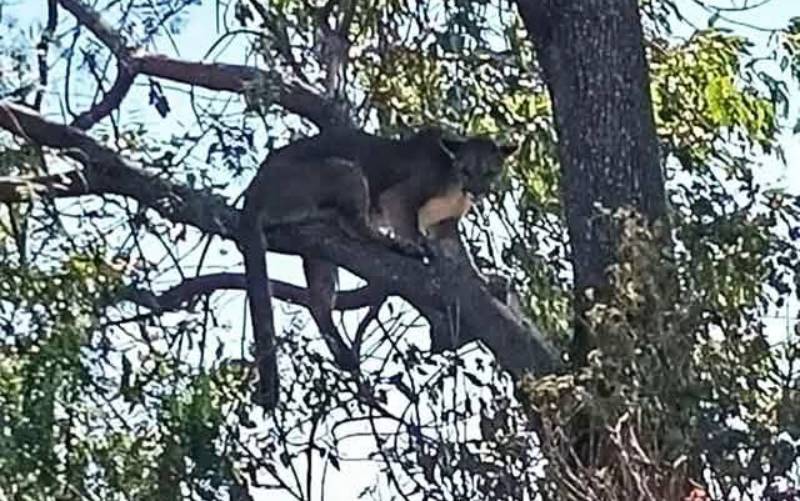 Alertan sobre un puma suelto en Tehuacán